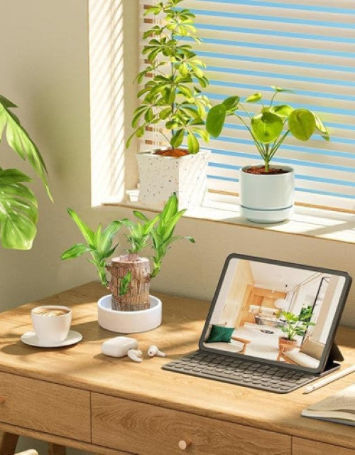 Green Lucky Brazil Wood Plant ( Pack Of 1 )